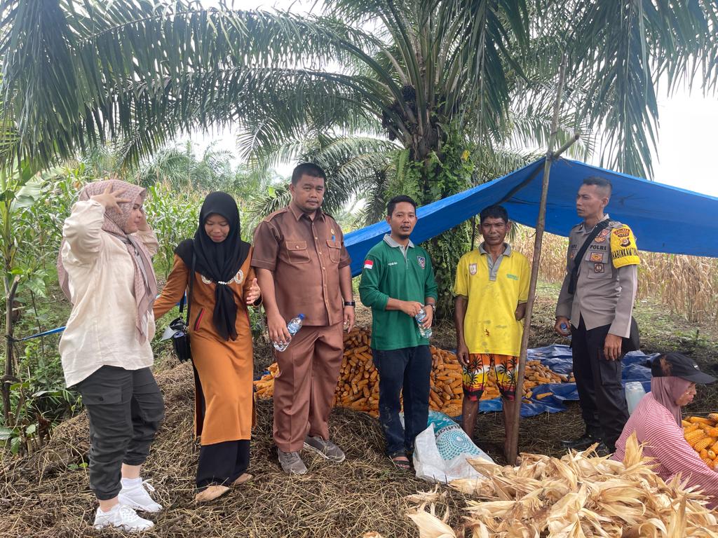 PANEN JAGUNG YANG DI IKUTI PERANGKAT DESA DINAS DPMK,CAMAT,PENDAMPING DESA DAN BABINKANTIBNAS